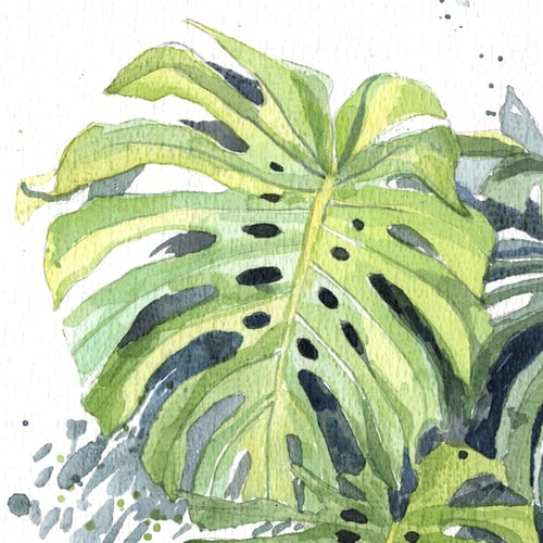 Image of Original Painting - "Philodendron monstera" - 20x30 cm