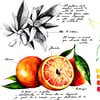 Naranja y Azahar