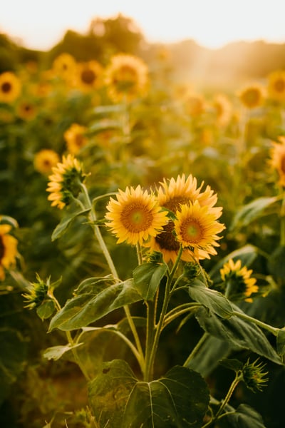 Image of Sunflower Mini session - Retainer fee only