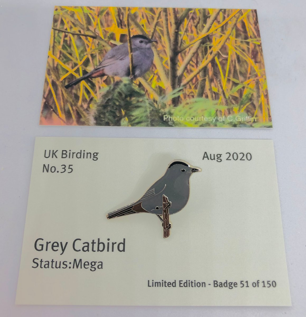 Grey Catbird - No.35 - UK Birding Series | UK Birding Pins
