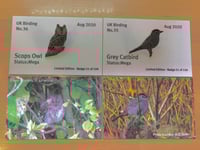 Image 1 of August 2020 UK Birding Pin Releases