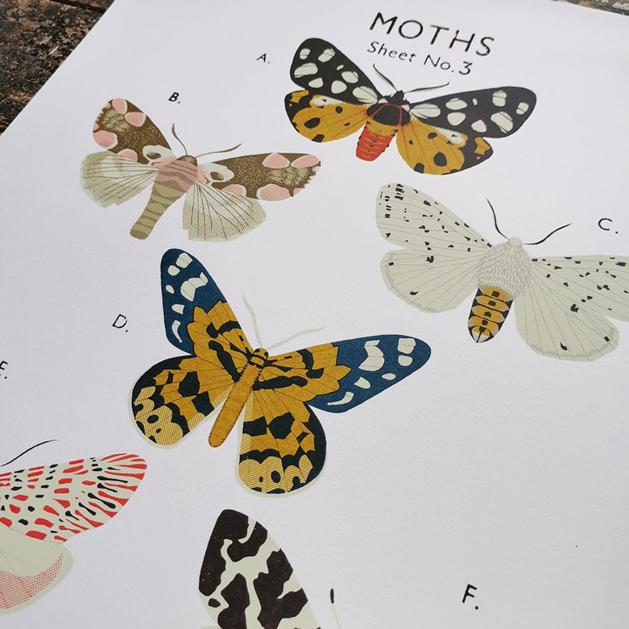 Image of Moth School Chart