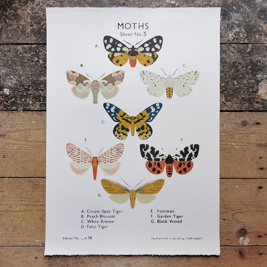 Image of Moth School Chart