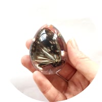 Image 2 of Preserved Butterfly Resin Teardrop Pebble