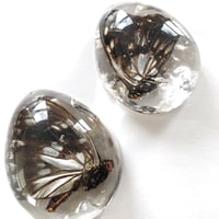 Image 4 of Preserved Butterfly Resin Teardrop Pebble