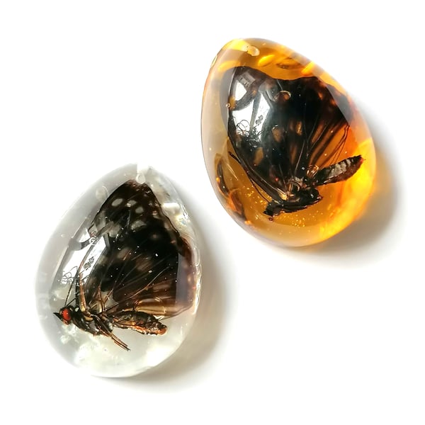 Image of Preserved Butterfly Resin Teardrop Pebble