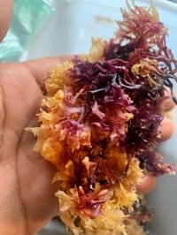 RAW IRISH CHONDRUS CRISPUS SEAMOSS 