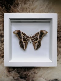 Eri Silk moth