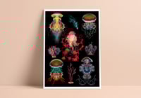 Cnidaria