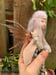 Image of Beautiful OOAK “Dream Warrior” faerie