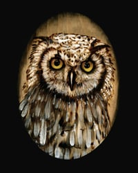 Horn Owl