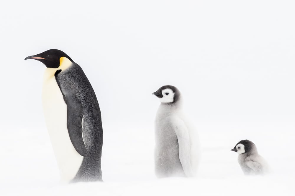 Image of Penguin Fine Art Greeting Cards