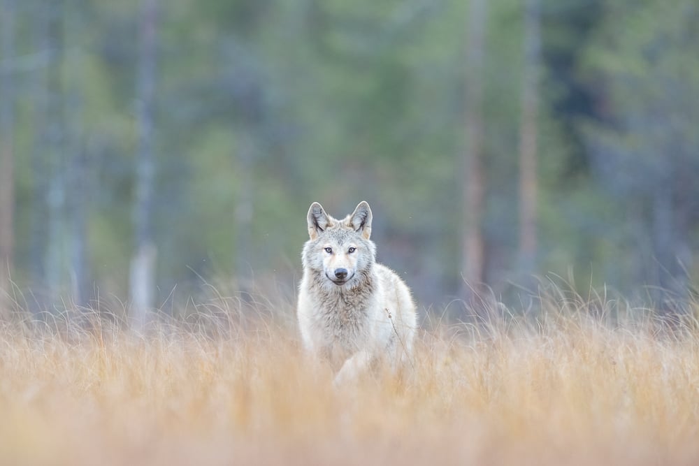 Image of Wolf Fine Art Greeting Cards