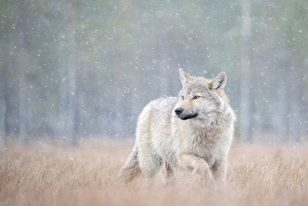 Image of Wolf Fine Art Greeting Cards