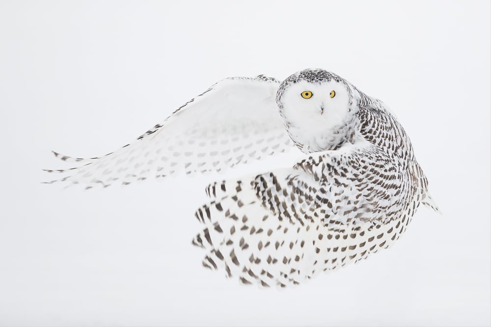 Image of Snowy Owl Fine Art Greeting Cards