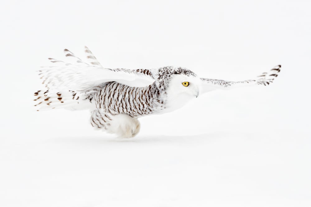 Image of Snowy Owl Fine Art Greeting Cards