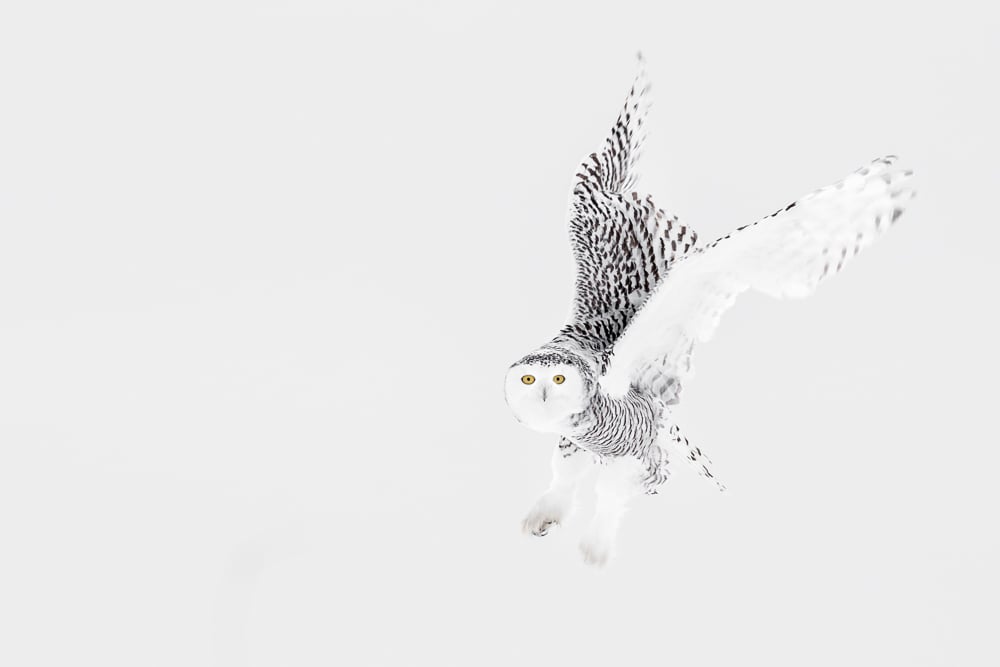Image of Snowy Owl Fine Art Greeting Cards
