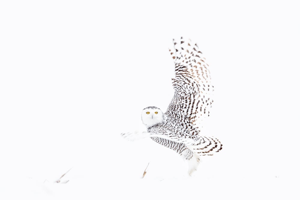 Image of Snowy Owl Fine Art Greeting Cards