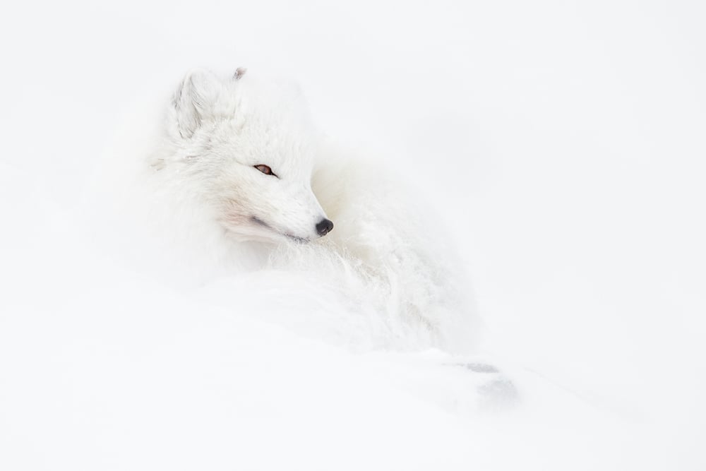 Image of Arctic Fox Fine Art Greeting Cards