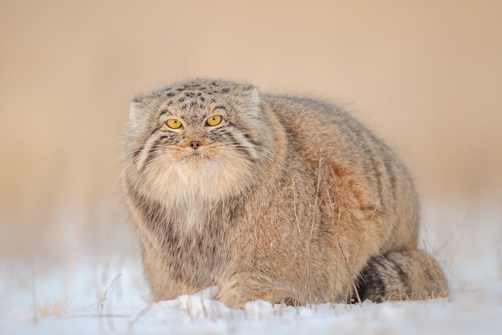 Image of Pallas Cat Fine Art Greeting Cards
