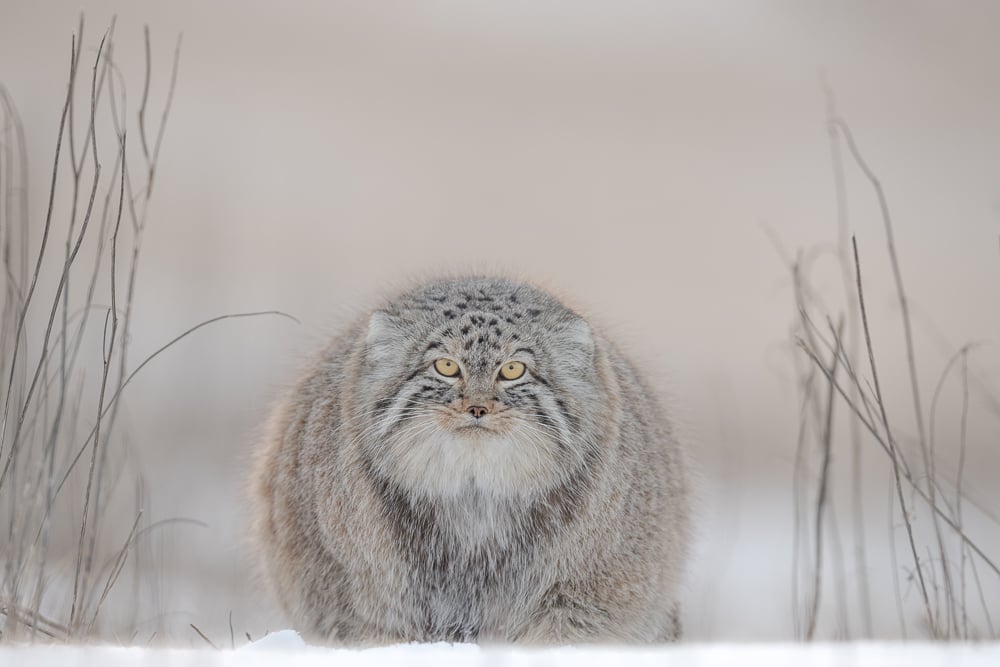 Image of Pallas Cat Fine Art Greeting Cards