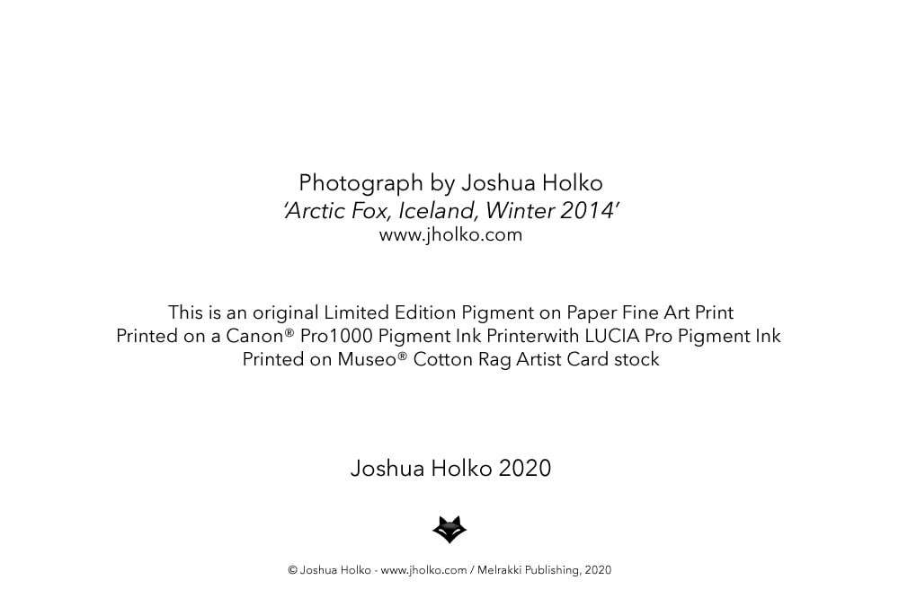 Image of Arctic Fox Fine Art Greeting Cards