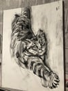 Cat Chillaxing at Home