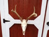 6 Pt. Whitetail Deer Euro Mount 004