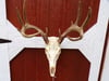 10 Pt Whitetail Deer Euro Mount 005