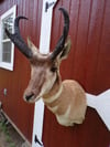 Pronghorn Buck Shoulder Mount