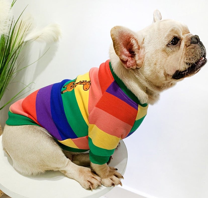 rainbow dog jumper