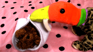 hermes the sabertooth ducko