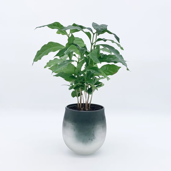 Image of 4” Glass Pot