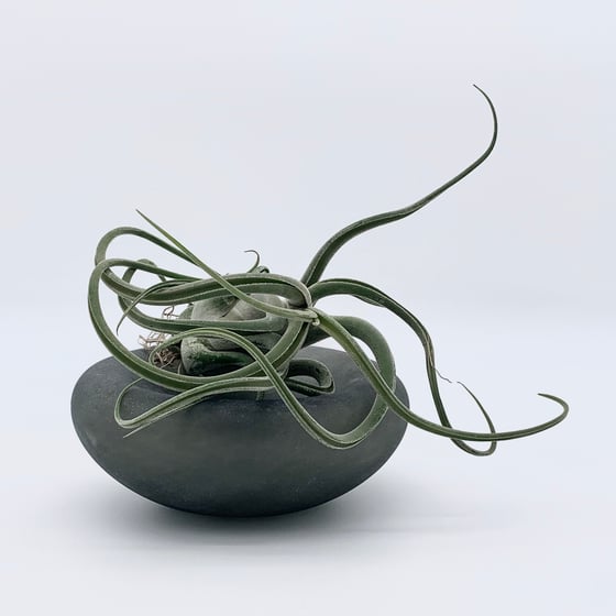 Image of Dish (Large)