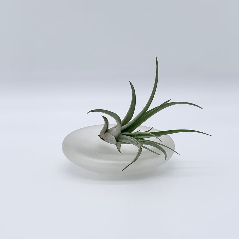 Image of Dish (Small)
