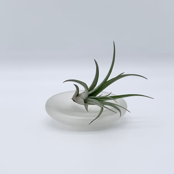 Image of Dish (Small)