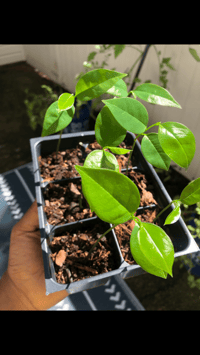 Image 2 of SOURSOP SEEDLINGS 🌱 