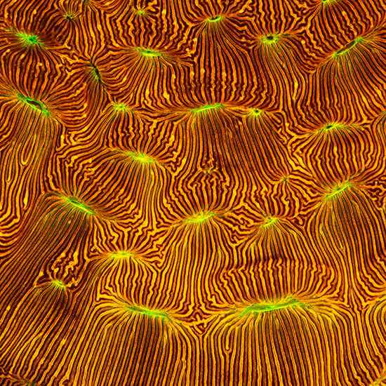 Image of Leptoseris Coral Print (Limited Edition 2020)