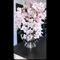 Image 3 of NEW - pink and white multi stem orchid