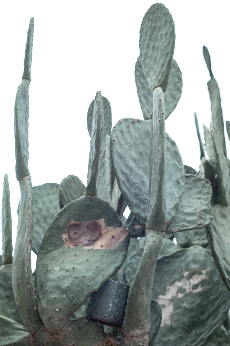 Nopal Tumbler Image 2