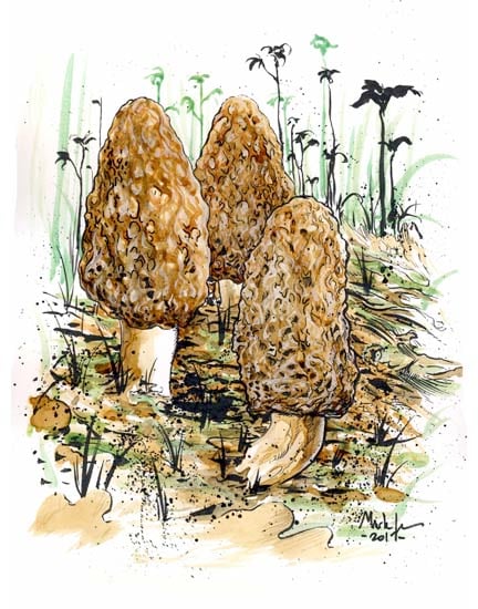 Image of morels