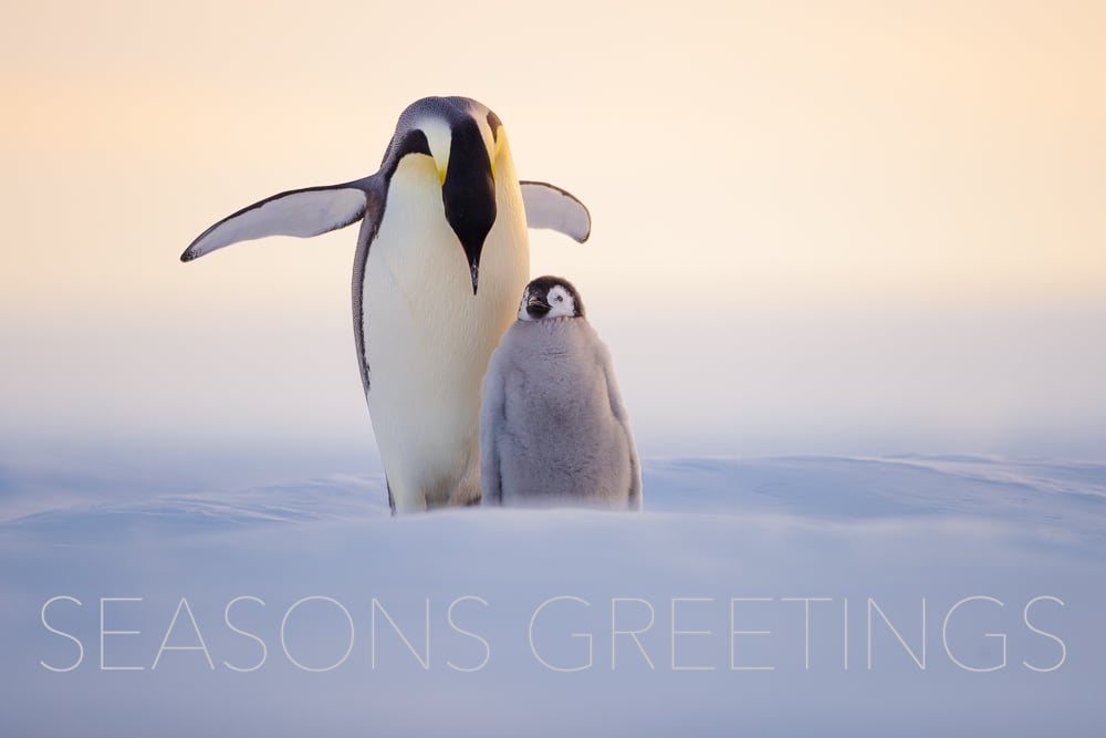 Image of Seasons Greetings Fine Art Greeting Cards