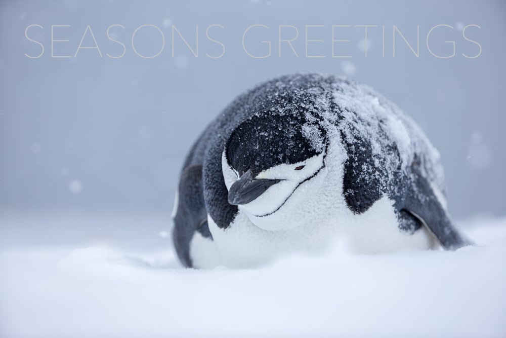 Image of Seasons Greetings Fine Art Greeting Cards