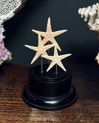 Image 1 of Dried Starfish Stand