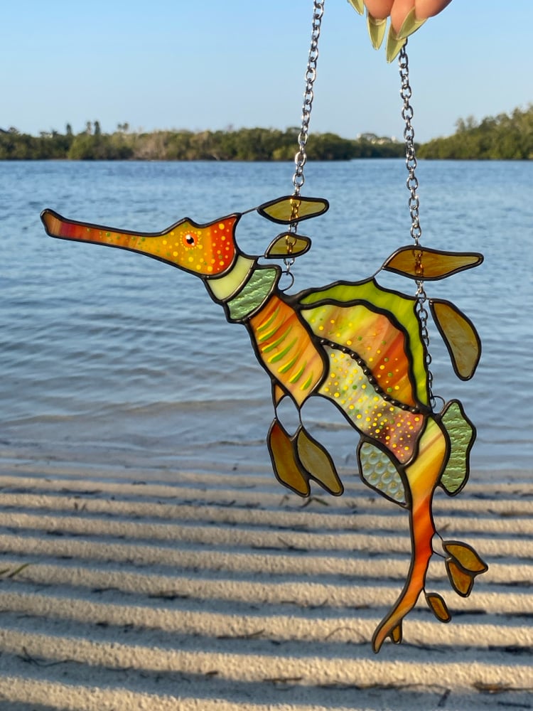 Image of Weedy Sea Dragon