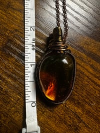 Image 4 of Amber Bug