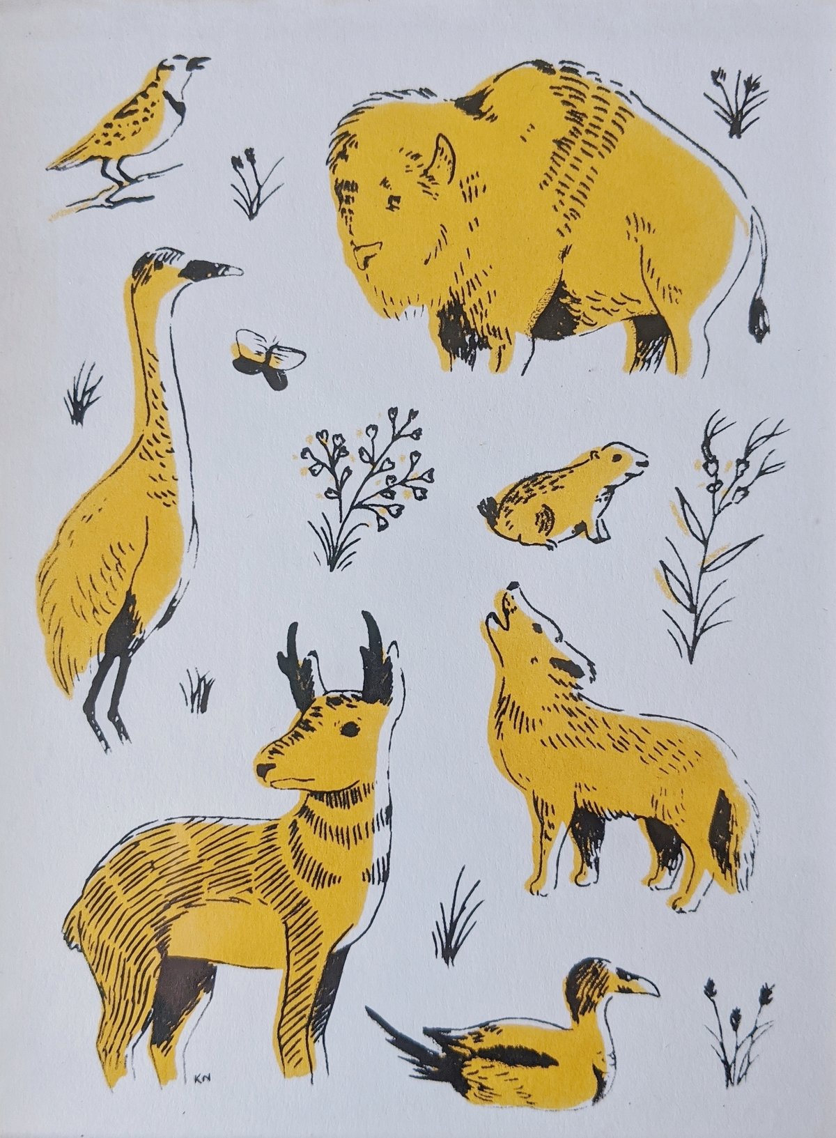 Image of Great Plains Animals Drawings & Prints