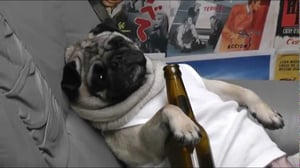 Image of An Actual Drunk Pug 