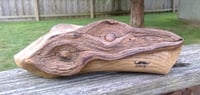 Sassafras "Raven Head"