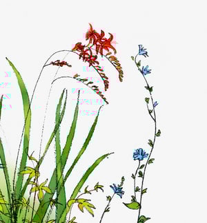 Early July: Crocosmia